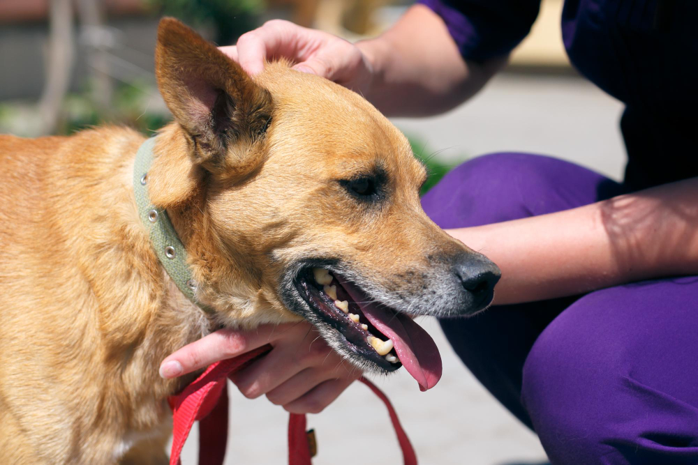 dog bites lawyer in NJ