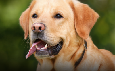 Does Homeowners Insurance Pay for Dog Bite Injuries?