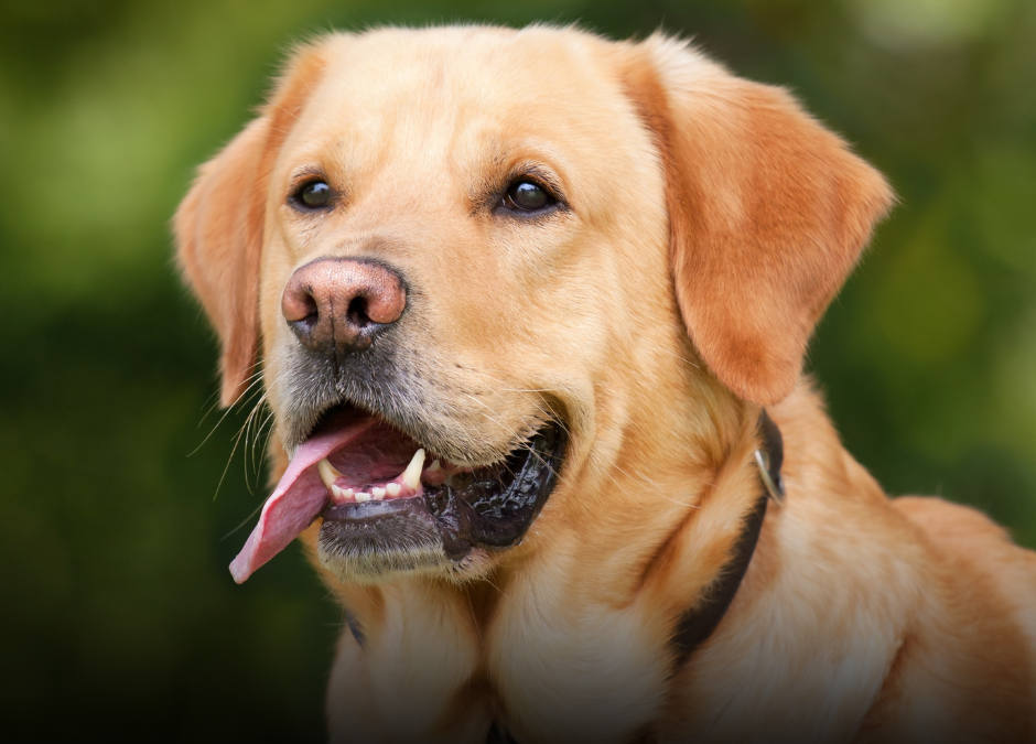 Does Homeowners Insurance Pay for Dog Bite Injuries?
