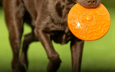 Bitten by a Dog in New Jersey? Know Your Rights and What to Do Next