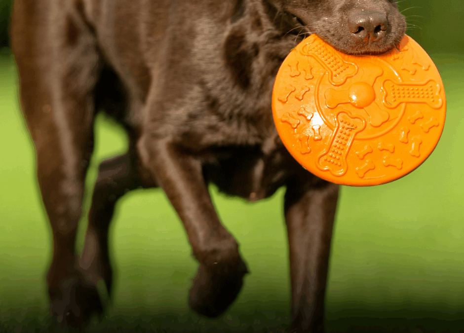 Bitten by a Dog in New Jersey? Know Your Rights and What to Do Next