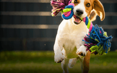 What to Do After a Dog Bite in Hunting Park: Your Rights Under Pennsylvania Law