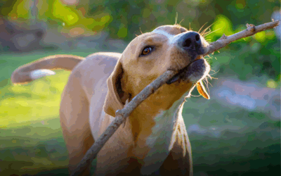 When a Walk Turns Into a Worry: Dog Bites in Ocean County