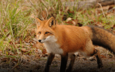 The W. Wayne Ave. Fox Attack: Who’s Responsible When Wildlife Bites?