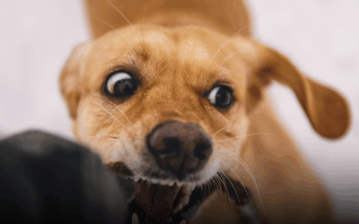 Can You Sue If the Insurance Company Says You ‘Provoked’ the Dog in Philadelphia? (2025)