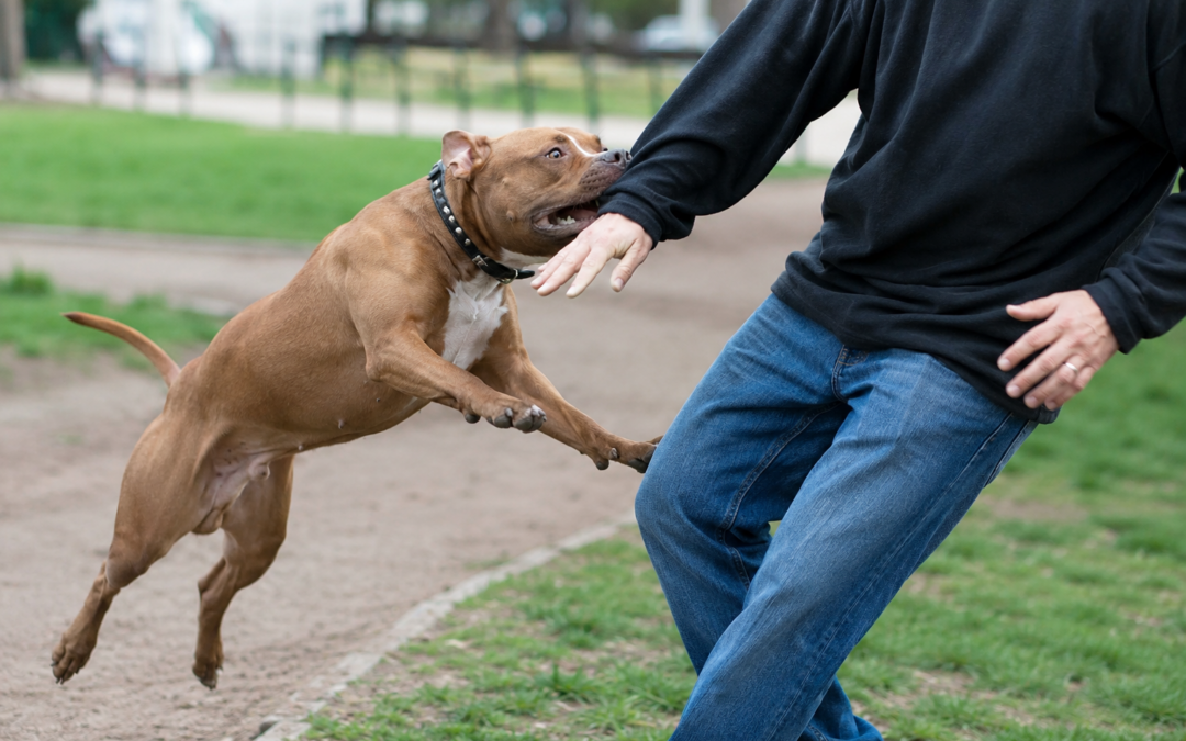 Are Pit Bulls Dangerous? What the Research Shows About Attacks and Injuries