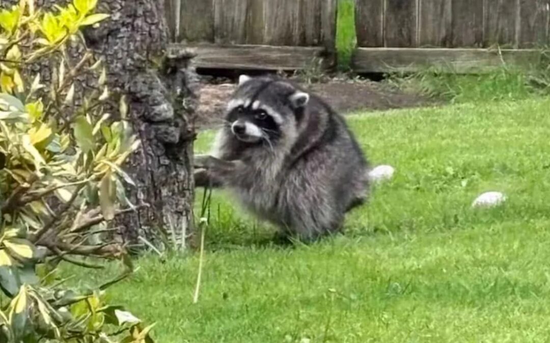 Have You Seen Jimothy? Here’s What the Internet Is Missing About the Viral Raccoon
